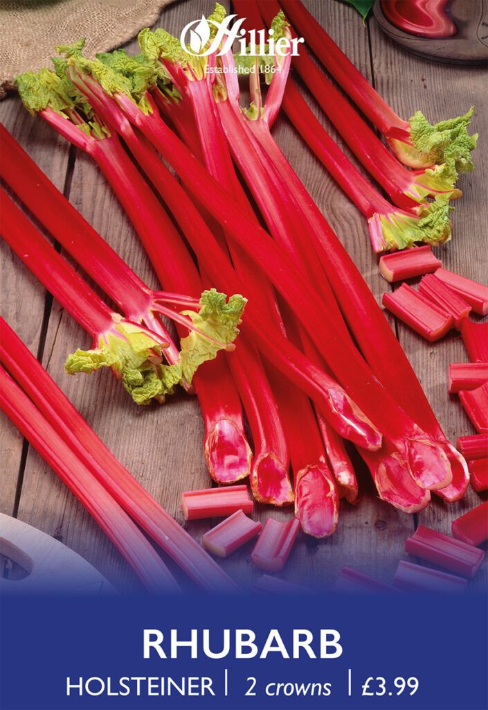 Rhubarb Holsteiner Crowns 8718641999417 2
